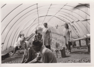 Dohánypalánta nevelés Fotó: Donkó Istvánné (Balogh Ilona)