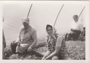 Dohánypalánta nevelés Fotó: Donkó Istvánné (Balogh Ilona)