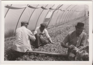 Dohánypalánta nevelés Fotó: Donkó Istvánné (Balogh Ilona)