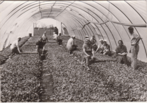 Dohánypalánta nevelés Fotó: Donkó Istvánné (Balogh Ilona)