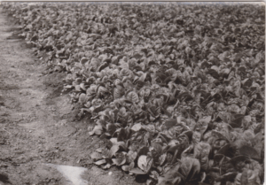 Dohánypalánta nevelés Fotó: Donkó Istvánné (Balogh Ilona)