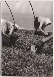 Dohánypalánta nevelés Fotó: Donkó Istvánné (Balogh Ilona)