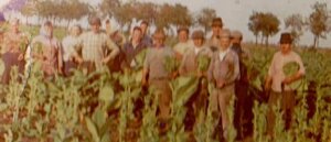 Dohányszedők Fotó: Nagy józsefné (Pető Margit)