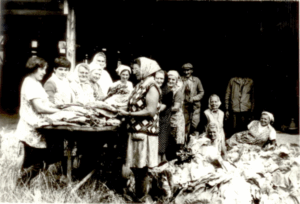 Dohánylevél válogatás Fotó: Nagy józsefné (Pető Margit)